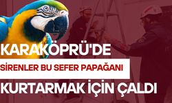 Karaköprü'de Sirenler Bu Sefer Papağanı Kurtarmak İçin Çaldı