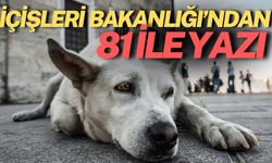 Sahipsiz Köpekler İçin Yeni Karar: İçişleri Bakanlığı’ndan 81 ile Yazı Gönderdi