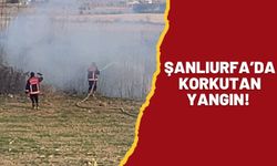 Şanlıurfa Bozova’da Ağaçlık Alanda Yangın Çıktı!