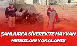 Şanlıurfa Siverek'te Hayvan Hırsızları Yakalandı