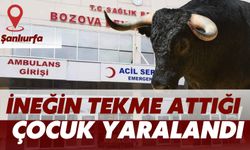 Şanlıurfa’da Ahırda İneğin Tekme Attığı Çocuk Yaralandı