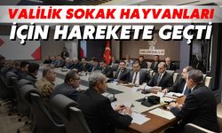 Şanlıurfa’daki Sokak Hayvanları İçin Valilik Harekete Geçti