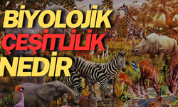 Biyolojik Çeşitlilik Nedir