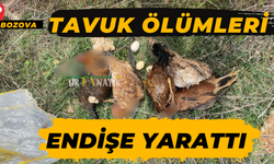 Şanlıurfa Bozova’da Gizemli Tavuk Ölümleri Tedirginlik Yarattı