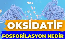 Oksidatif Fosforilasyon Nedir