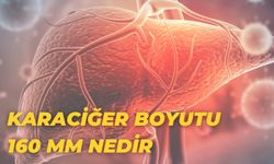 Karaciğer Boyutu 160 Mm Nedir