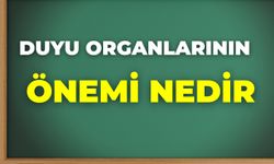 Duyu Organlarının Önemi Nedir