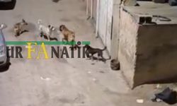 Şanlıurfa Halfeti’de Başıboş Sokak Köpeği Küçük Çocuğa Saldırdı