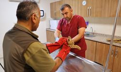 Şanlıurfa’da "Saz Kedisi" Yavrusuna Özenle Bakılıyor