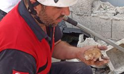 Şanlıurfa’da Duvara Sıkışan Yavru Kedi Böyle Kurtarıldı