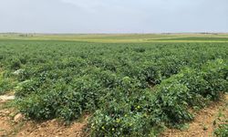 Şanlıurfa’da Toprak Kokulu Domates Bereketi