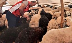 Şanlıurfa'da Hastane Önünde Yeni Dönem: Artık Daha Güvenli