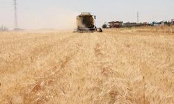 Şanlıurfa’da Buğday Yükseldi, Arpa Çakıldı!