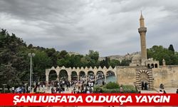 Çin'den Sonra Türkiye: Şanlıurfa'da Oldukça Yaygın