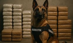 Dedektör Köpek Faça Milyonların Hayatını Kurtardı