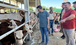 Yaylak Hayvan Pazarı’nda Bayram Hareketliliği