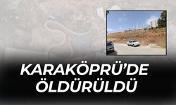 Karaköprü’de Dev Yılan Öldürüldü
