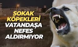 Karaköprü’de Sokak Köpekleri Tehlike Saçıyor, Halk Çözüm Bekliyor