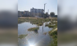 Şanlıurfa'da Kontrolsüz Sulama Taşkına Dönüştü!
