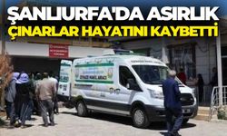 Şanlıurfa'da Asırlık Çınarlar Hayatını Kaybetti