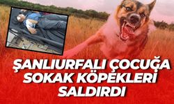 Şanlıurfalı 11 Yaşındaki Çocuk Konya’da Köpeklerin Saldırısına Uğradı