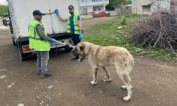 Vali Şıldak Gelişmeyi Duyurdu: Yakında Şanlıurfa Sokaklarında Göremeyeceksiniz!