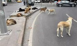 Sokak Hayvanlarıyla İlgili Tartışmalı Yasa AYM'den Geçti