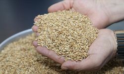 Buğday Hasadı Başladı: İlk Hasat Rekor Fiyatla Satıldı