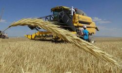 Harran Ovası’ndan Çiftçiye Müjde: Buğday Satış Fiyatı Açıklandı