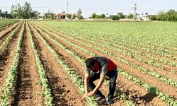 Şanlıurfa’dan Dünyaya Uzanan Beyaz Serüven Yeniden Başladı