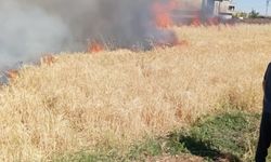 Şanlıurfa’da Arpa Tarlasında Yangının Nedeni Şaşırttı