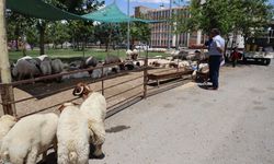 Şanlıurfa’nın İlçesinde Kurban Satış Ve Kesim Yerleri Belirlendi
