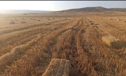 Şanlıurfa'da Kurak Sezonun Ardından Yeni Umut: Elinizi Çabuk Tutun