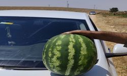 Şanlıurfa’da Serinleten Lezzet: Yerli Karpuz Tezgaha Geliyor!