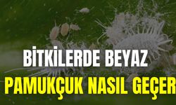 Bitkilerde Beyaz Pamukçuk Nasıl Geçer