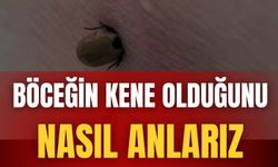Böceğin Kene Olduğunu Nasıl Anlarız