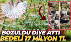 Bozuldu Diye Doğaya Attı: Bu Salatalıkların Bedeli 17 Milyon TL