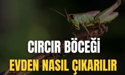 Cırcır Böceği Evden Nasıl Çıkarılır