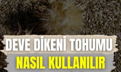 Deve Dikeni Tohumu Nasıl Kullanılır