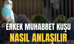 Erkek Muhabbet Kuşu Nasıl Anlaşılır