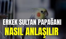 Erkek Sultan Papağanı Nasıl Anlaşılır