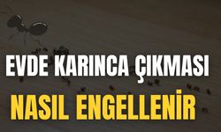 Evde Karınca Çıkması Nasıl Engellenir