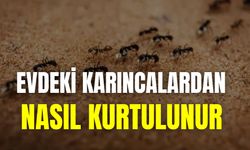 Evdeki Karıncalardan Nasıl Kurtulunur