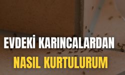 Evdeki Karıncalardan Nasıl Kurtulurum