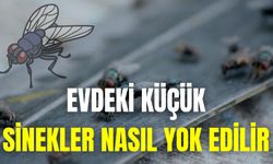 Evdeki Küçük Sinekler Nasıl Yok Edilir