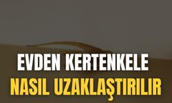 Evden Kertenkele Nasıl Uzaklaştırılır
