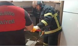 Şanlıurfa’da Bir Anda Ortaya Çıktı, Ev Halkı Panikledi!