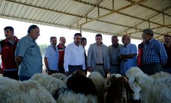 Kurban Pazarı Hareketlendi, Kaymakam Gürbüz'den Sürpriz Ziyaret!