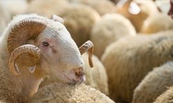 Kurbana Verilen Para Bu Şart Oluşursa Geri Alınıyor: Çoğu Kişi İlk Kez Duyacak