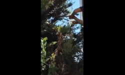 Şanlıurfa Karaköprü’de Bahçeye Giren Yılan Doğaya Salındı